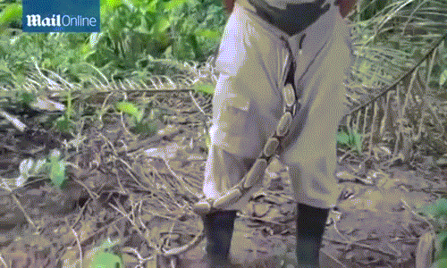 Con trăn sống bò ra ngoài từ trong ống quần người đàn ông.