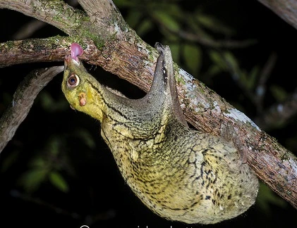 Những bảo bối siêu nhân của động vật