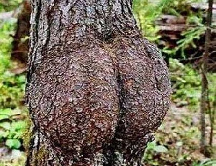 Điểm danh những thân cây quái đản nhất hành tinh (7)