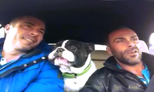 Chó bun có thể hát chạm đến những nốt nhạc cao nhất. Chó bun có thể hát chạm đến những nốt nhạc cao nhất.