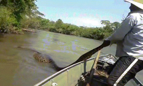 Ngư dân Brazil cố gắng tóm đuôi con vật và kéo lên khỏi mặt nước. Ngư dân Brazil cố gắng tóm đuôi con vật và kéo lên khỏi mặt nước.