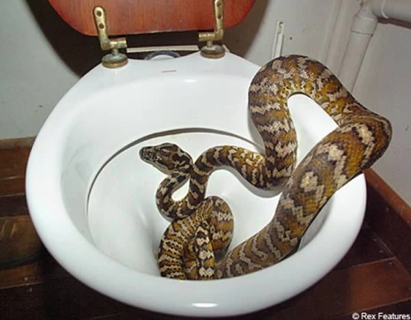 Hết hồn loạt "quái thú" kỳ dị án ngữ trong nhà vệ sinh