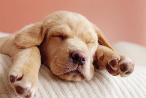 Quên thịt chó đi, khám phá điều không ngờ về bàn chân loài chó