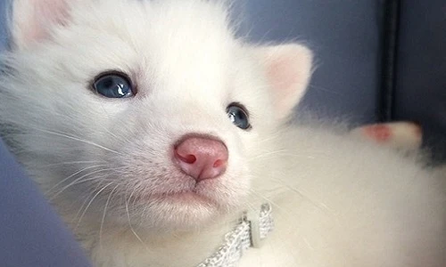 Chết mê chú cáo tuyết xinh đẹp “phá đảo thế giới ảo“