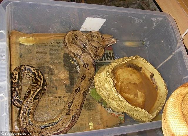 Kinh dị ngôi nhà chứa hàng trăm con rắn