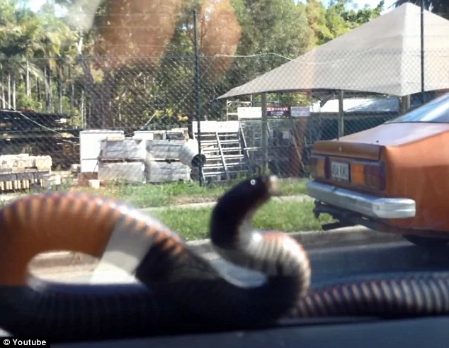 Hãi hùng xem rắn "tấn công" ô tô 