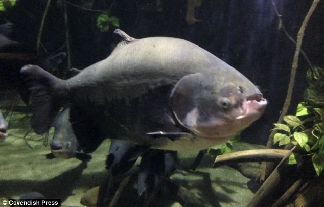 Tội phạm siêu quái, dùng cá buôn lậu cocaine