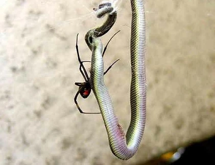 Khó tin cảnh nhện xơi tái rắn