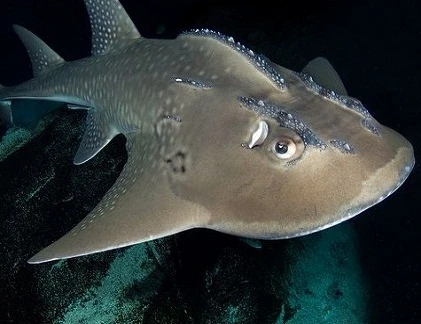 Top “quái vật” Biển Đông vừa sợ vừa mê (4)