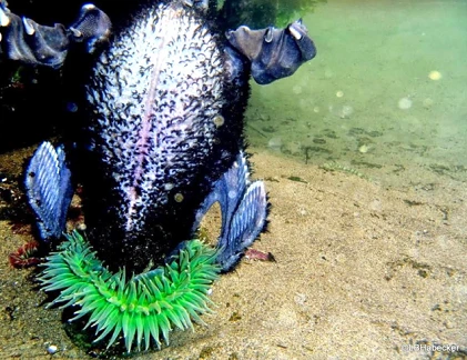 Kinh hoàng cảnh hải quỳ ăn thịt chim biển