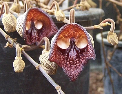 Kỳ thú những loài hoa có hình dạng ma quái