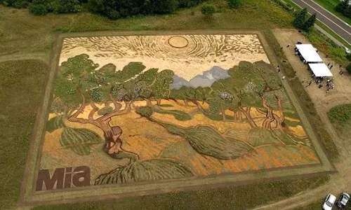 Cánh đồng biến hóa thành tranh khổng lồ đẹp như thật