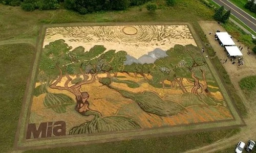 Cánh đồng biến hóa thành tranh khổng lồ đẹp như thật