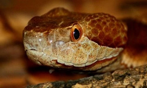 Những loài này ai cũng khiếp, nhưng có thể là ân nhân của bạn