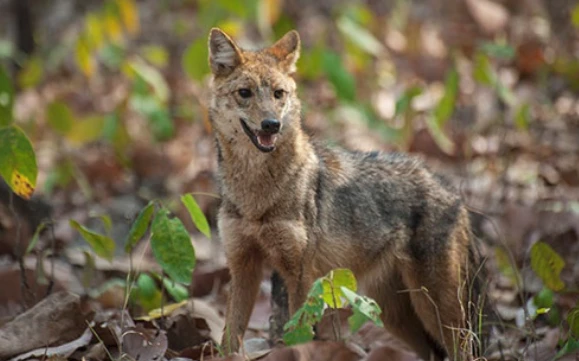 Khám phá thú vị ít ai biết về sói rừng Việt Nam quý hiếm