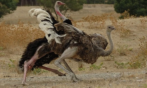 Chuyện giao phối cực kỳ đặc biệt của đà điểu 