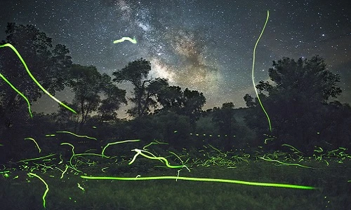 Ngoạn mục cảnh đom đóm sáng rực trời đêm
