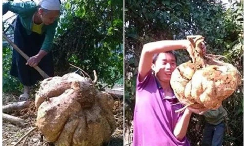 “Sôi sục” đào được củ đậu khổng lồ ở Hòa Bình 
