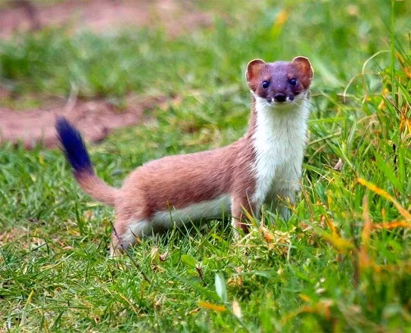 Những "mưu lược gia" động vật xuất sắc nhất