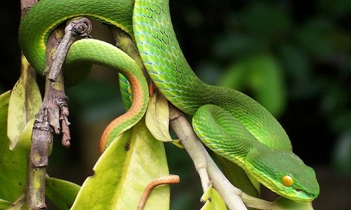 Tại sao rắn lục đuôi đỏ xuất hiện nhiều ở khu dân cư?