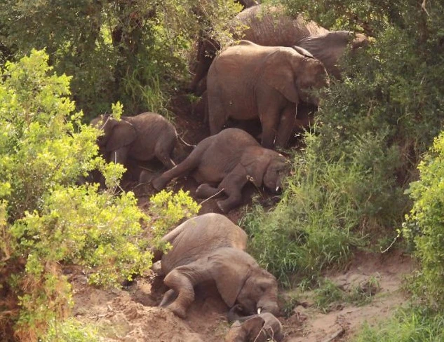 Voi chơi trò "cầu trượt" để tìm nước