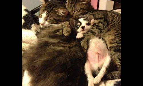 Tình bạn thắm thiết kỳ lạ giữa chó và mèo