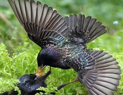 Ảnh động vật tuần: Những đòn mổ kinh hoàng của sáo đá