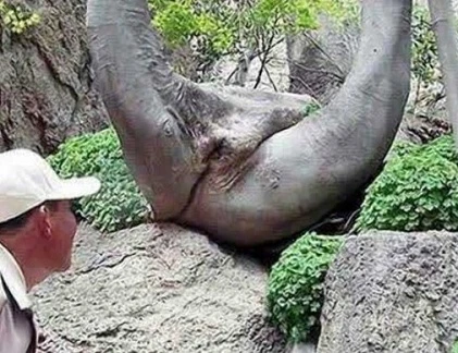 Điểm danh những thân cây quái đản nhất hành tinh (2)