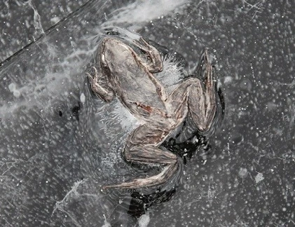 Những chiêu đối phó môi trường cực độc của động vật