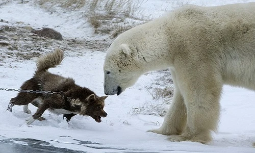 Chó kéo xe xửng cồ, gây sự với gấu Bắc cực