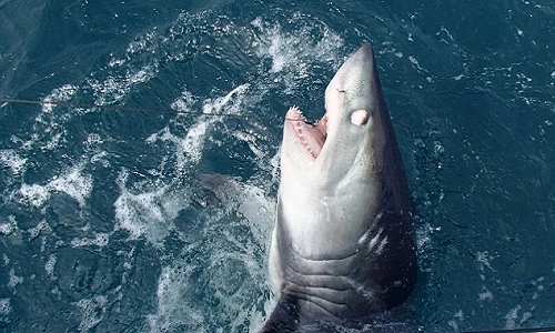 Kịch tính cá nhám thu khổng lồ vật lộn cùng cần thủ