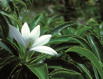 Top thực vật sexy nhất hành tinh