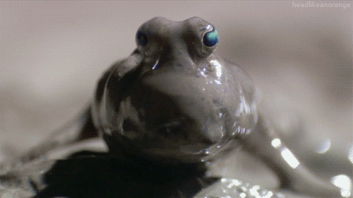 Loài cá Mudskipper và đôi mắt kỳ diệu của nó. Mudskipper là sinh vật biển có khả năng di chuyển nhanh thoăn thoắt trên cạn. Ngoài ra, khả năng làm biến mất mắt trong bùn là thành tích vô cùng nổi bật của loài này.