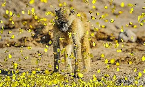 Bướm vàng bao vây khỉ đầu chó - ảnh đẹp nhất tuần