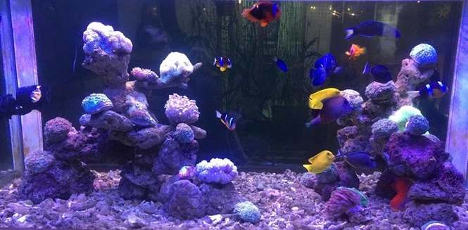 Khám phá bể cá cảnh biển tiền tỷ của chàng kỹ sư Quảng Ngãi