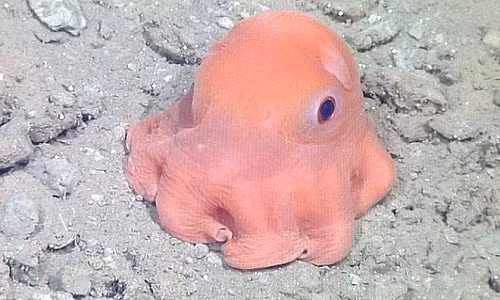 Gặp bạch tuộc hồng kỳ lạ khiến ai cũng thích mê