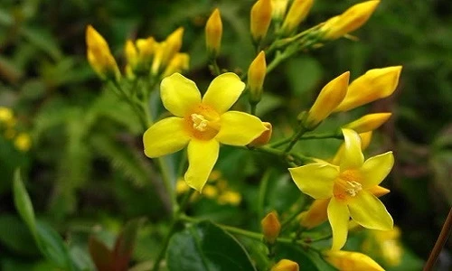 Thiên nhiên kỳ thú: Thực vật giết người của Việt Nam