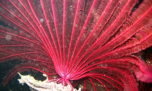 Kinh dị những động vật không có não... vẫn sống khỏe