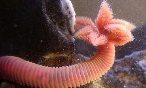 Điểm danh sinh vật có khả năng siêu nhân