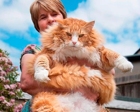 Khi thú cưng trở thành... khổng lồ