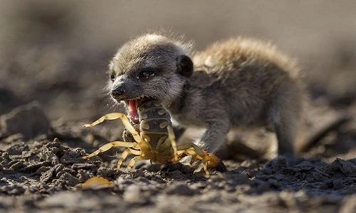 Khoảnh khắc sống động có 1-0-2 của động vật hoang dã