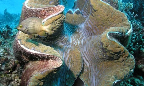 Bí ẩn "quái vật" ngao khổng lồ nghi ăn thịt người