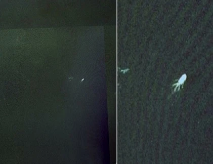 Điểm danh nghi án quái vật Loch Ness gây chấn động