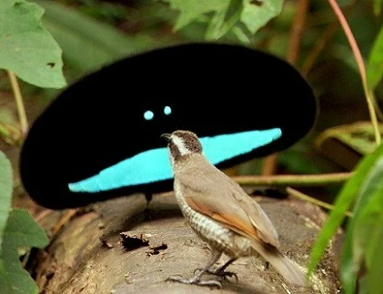 Chết cười với những chiêu cưa cẩm của động vật