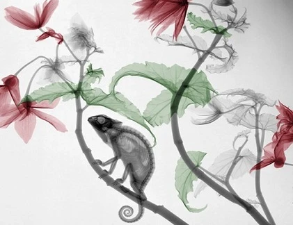 Kỳ thú ảnh động vật chụp bằng tia X-quang 