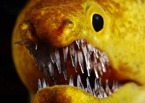 Bí ẩn cá “sát thủ”, răng sắc như thủy tinh 