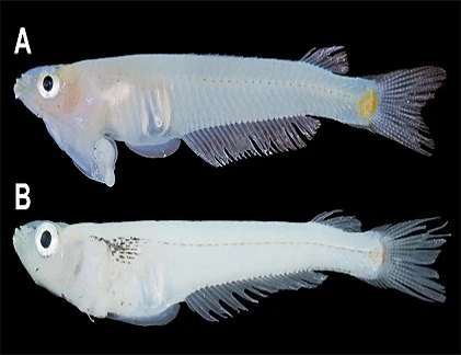 Cá bụng đầu Cửu Long lọt top tiến hóa dị nhất 