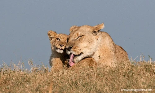 Chùm ảnh gây xúc động về tình mẫu tử động vật