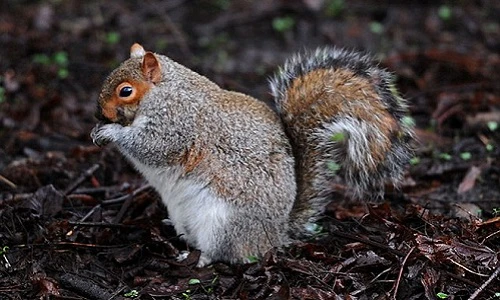 Sửng sốt hình ảnh những con sóc béo ú