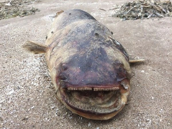 Loạt sinh vật kỳ dị dạt bờ gây choáng váng nhất 2019